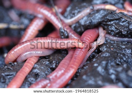 compost manure worm red Eisenia fetida