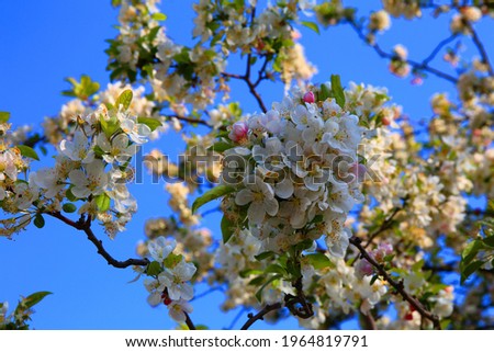 Apple tree spring blossoming against the blue sky