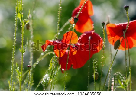 Summer background with red poppy covered with water drops after rain 