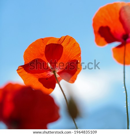 Summer background with red poppy covered with water drops after rain 