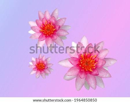 Pink lotus flower on color background