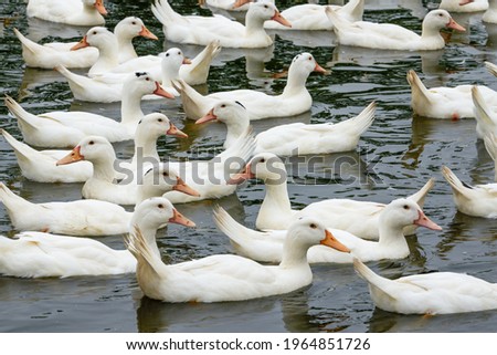 A large group of white-haired ducks in the duck farm