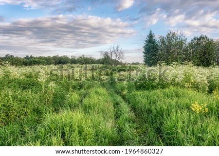 A spring meadow with tall grass, a small group of trees and a country road overgrown with grass. Blue sky with raised gray-white clouds. White honey flowers and fresh green grass. Early summer  Royalty-Free Stock Photo #1964860327