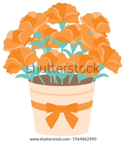 Potted orange carnation of the Mother's Day
