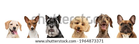 Art collage made of funny dogs different breeds posing isolated over white studio background. Concept of motion, action, pets love, animal life. Look happy, delighted. Copyspace for ad, flyer. Royalty-Free Stock Photo #1964873371