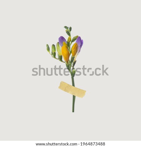 Tiny flowers with patch on white background. Modern design, contemporary art collage. Inspiration, idea, trendy urban magazine style. Negative space to insert your text or ad. Minimalism.