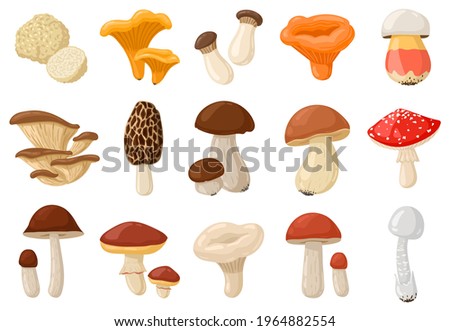 Cartoon mushrooms. Poisonous and edible mushroom, chanterelle, cep, amanita and truffle isolated vector illustration set. Forest wild mushrooms types. Organic porcini and chanterelle, poisonous fungus Royalty-Free Stock Photo #1964882554