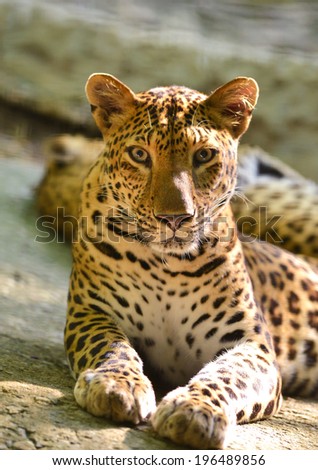 leopard lie on the rock