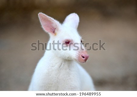 albino wallaby ( Macropus rufogriseus rufogriseus )