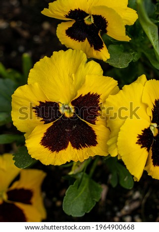 Pansies with Green Leaf Background