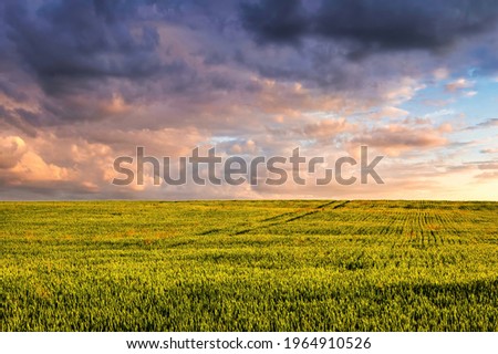 Field with young green wheat in the summer sunny day with a cloudy sky background. Overcast weather. Landscape.