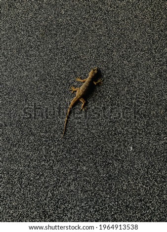 A lizard on the rockwall