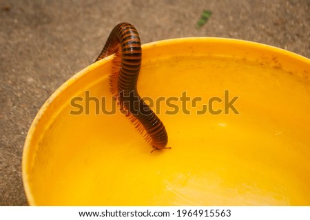 Close-up of a brown millipede on yellow plastic bowl. It's an animal with poisonous glands on both sides of the body, causing the skin to burn, redness and irritation due to hydrogen cyanide, phenol.