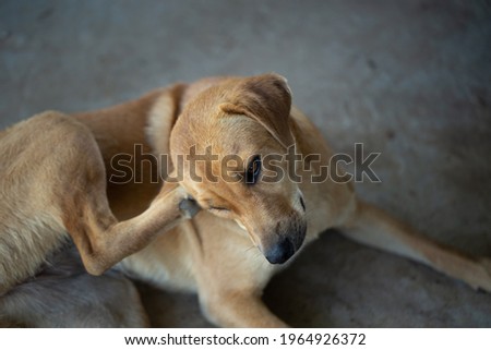 blurred picture of fleas and ticks in ear dog and scratching himself