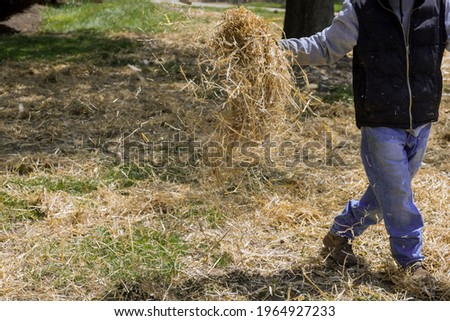 Landscaping work lawn landscaper scattering straw in a residential property