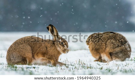 The picture of snow rabbit