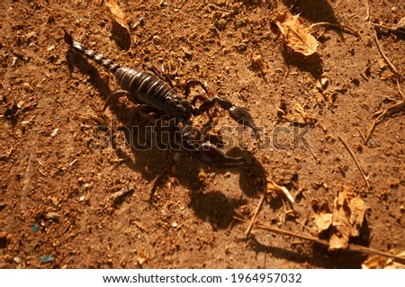 Close-up Giant forest scorpions. It is an animal with poisonous glands. And has medicinal properties Can be used as a pet Or raised to bring as protein food.