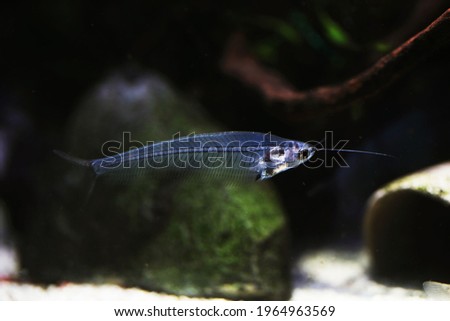 Glass catfish (Krptopterus vitreolus) in aquarium Royalty-Free Stock Photo #1964963569