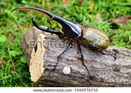 Hercules beetle in South America
 Royalty-Free Stock Photo #1964978710