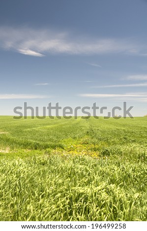 A field of vegetation under mostly sunny skies.