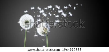 Beautiful dreamy spring with black background