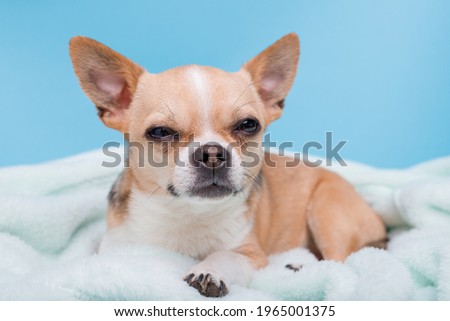 Portraite of puppy  with sly muzzle chihuahua lying on blue plaid. Little smiling dog.