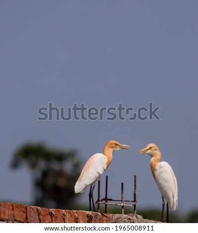 TWO BIRD SITTING ON FIELDS	