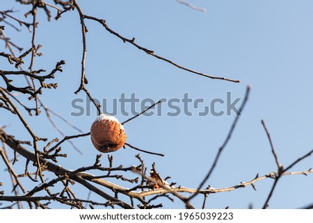 A Dry frozen orange alone apple on a tree is on a blue blurred background in a park in cold winter day