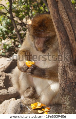 collection of monkeys pictures in the wild
