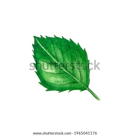Watercolor hand drawn mint leaf illustration. Realistic watercolour leaves. Isolated on white background. Wedding decor, home decoration, textile, greeting cards.