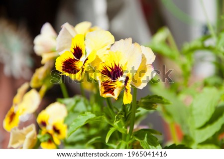 spring blooming blossom. pansy flower closeup. nature macro photography. beautiful pansies. summer garden.