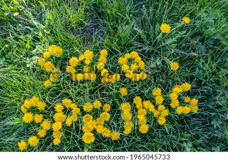The word  sale spring on the grass of yellow dandelions. Fun creative concept