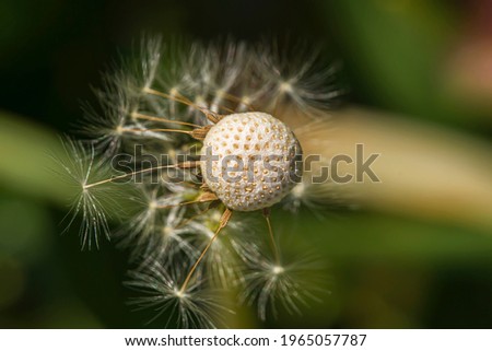 White dandelion. Macro photo. Ripe Dandelion in the green grass. Close-up. Ripe seeds and dandelion flower core. White ball of dandelion.