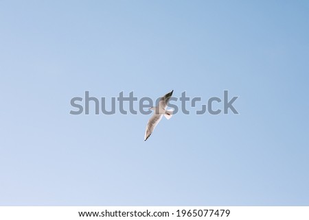 A flying bird in blue clear sky.
