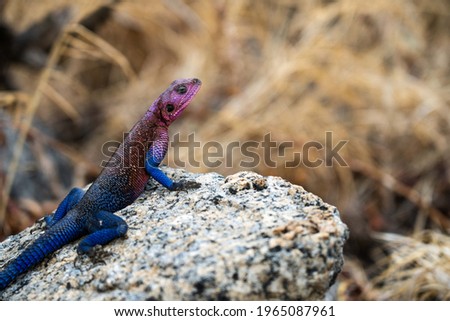 Colorful lizard in Serengeti National Park, Tanzania