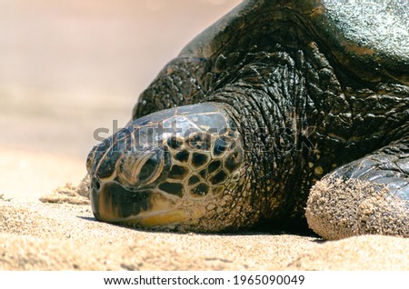 Sea Turtle Resting on Sandy Beach