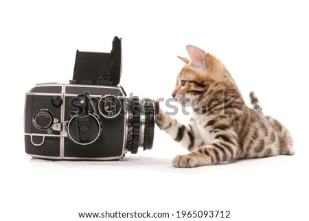 bengal kitten not wanting to be photographed isolated on a white background
