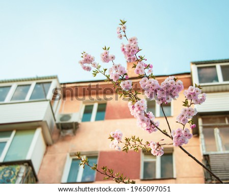 Fresh blooming sakura flowers branch on background