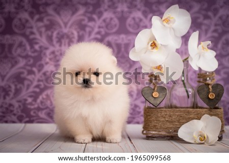 
A little cute white and very furry puppy posing for photos with flowers and purple background (Photo 1) [Pomeranian spitz]