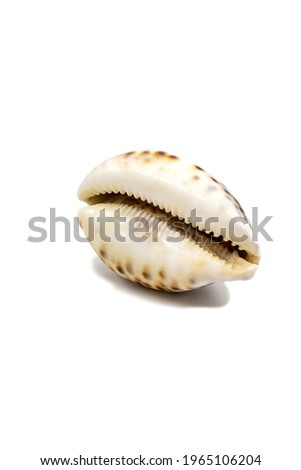 Isolated photo of a large cowry shell