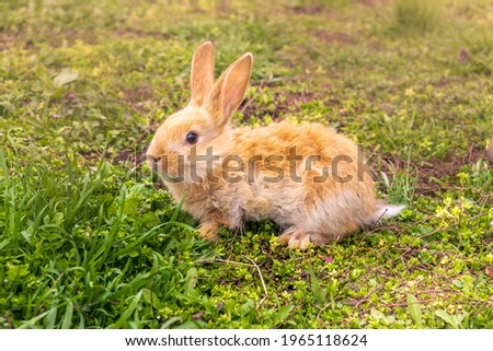 a small rabbit with a white - brown color sits in the green grass. Beautiful picture, background image, cover, calendar . Summer photo of a rabbit