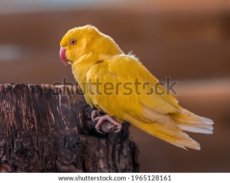 a beautiful colorful bird sits and looks