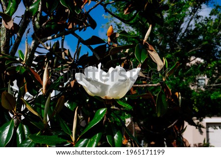 Magnolia denudata tree flower in spring
