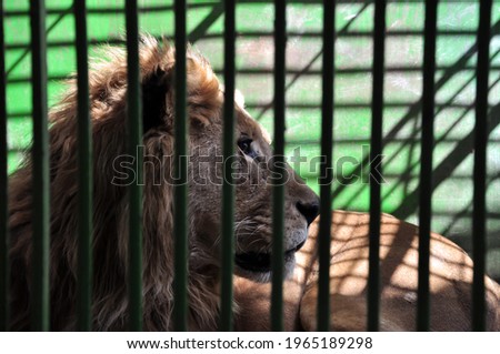 photo of a lion behiend bars