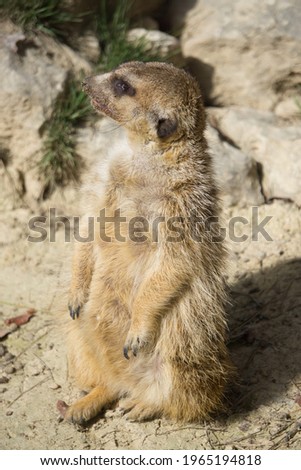 meerkat in a natural park and animal reserve, located in the Sierra de Aitana, Alicante, Spain. portrait