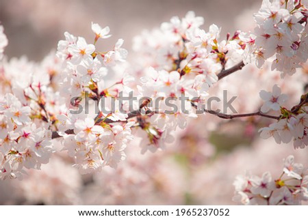A picture of beautiful flowers in the park