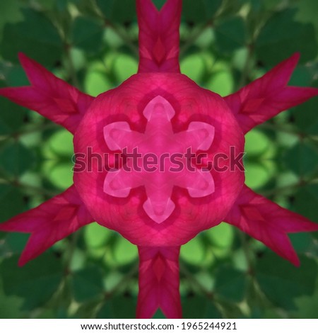 pink ros flower, koleidoscope of pretty pink flowers