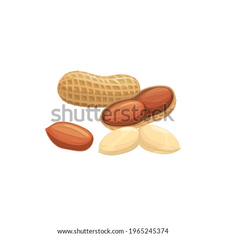 Peanut isolated groundnut peeled and unpeeled realistic icon. Vector peanut oil, butter flour ingredient, vegetarian food. Monkey nut or goober, pecan bean with edible kernel, grain legume with seed Royalty-Free Stock Photo #1965245374