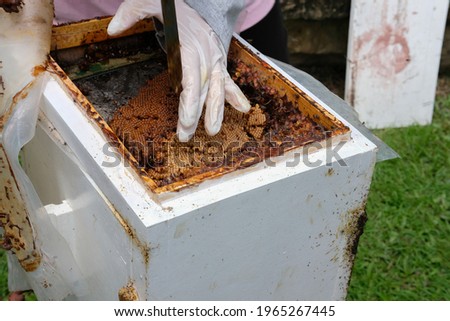 transfering stingless honey bees to new beehive. trigona meliponini colonies mass rearing