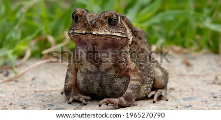 toad  thailand natural animal beautiful